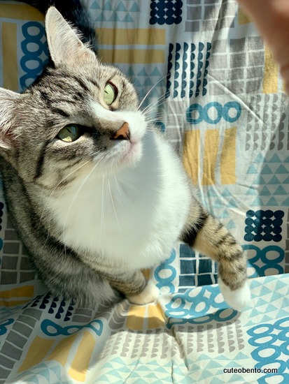 きょうのいちまい 猫の便秘に効くロイヤルカナン きょうのおべんとう Powered By ライブドアブログ