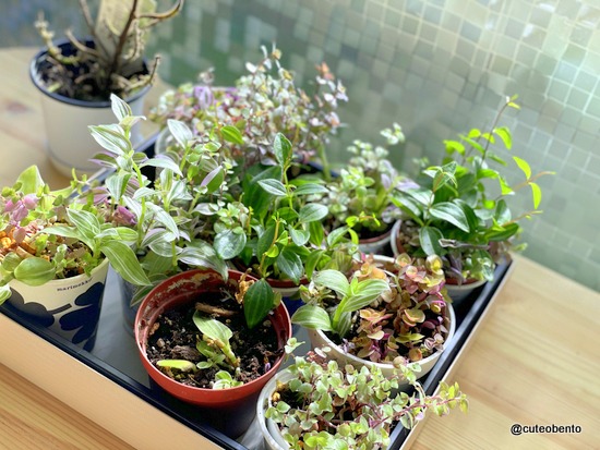 ミントを枯らす私でも大丈夫 100均観葉植物とアボカド きょうのおべんとう Powered By ライブドアブログ ミントを枯らす私でも大丈夫 100均観葉植物とアボカド きょうのおべんとう Powered By ライブドアブログ