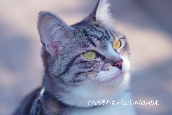 IMGP5310-001