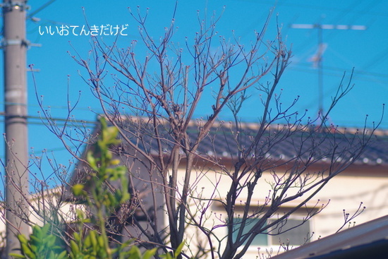 IMGP5401-001