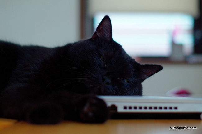 黒猫写真の楽しみ方 きょうのおべんとう Powered By ライブドアブログ 黒猫写真の楽しみ方 きょうのおべんとう Powered By ライブドアブログ