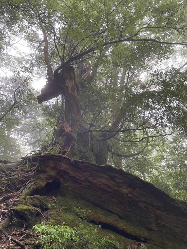 o1080144015325257957