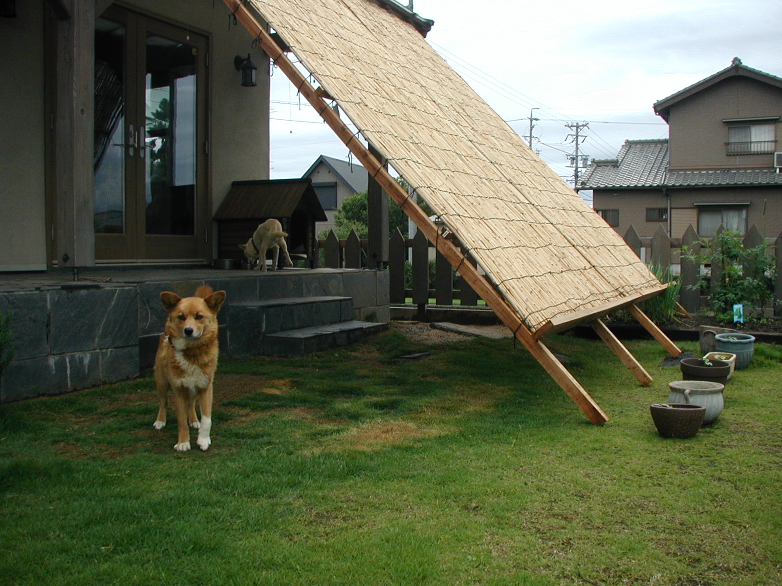 犬の日よけ フジ棚じゃないの キャトルウッドニュース