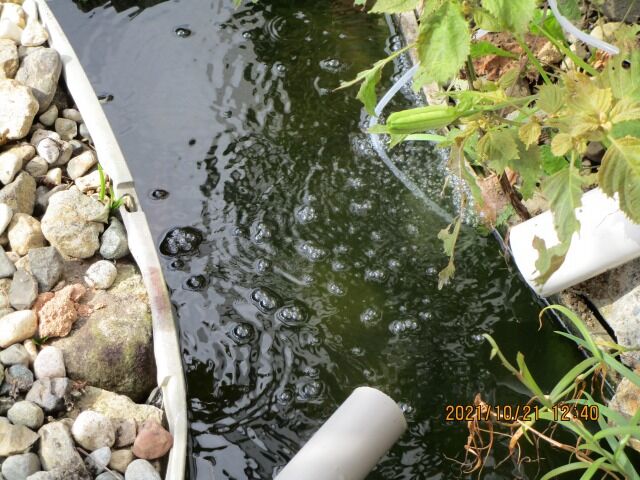 金魚池 10月 都心から郊外へ9 金魚池 10月 都心から郊外へ9