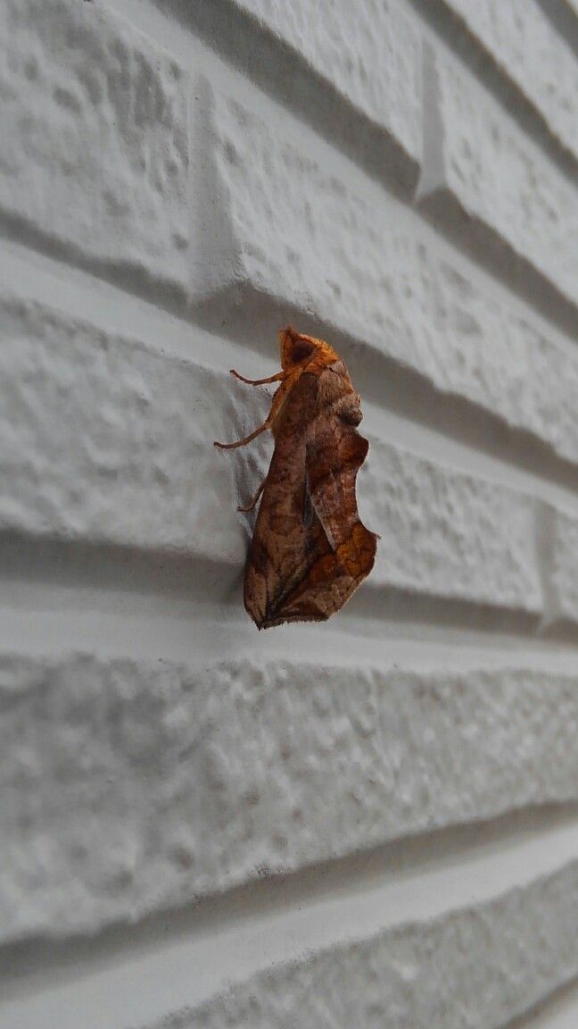 枯れ葉みたいな 蛾 都心から郊外へ8