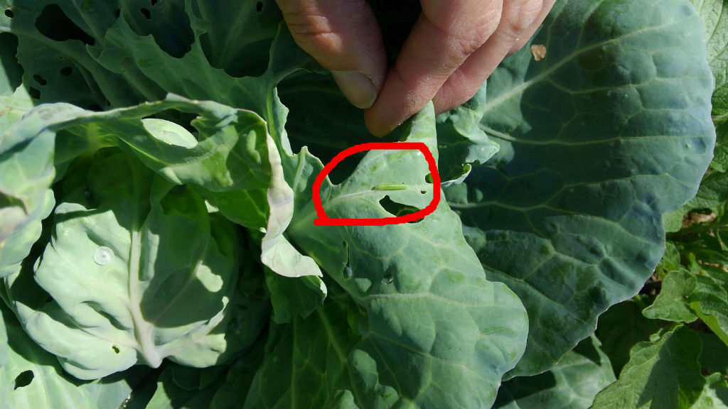キャベツ 青虫 ５月４日 都心から郊外へ8