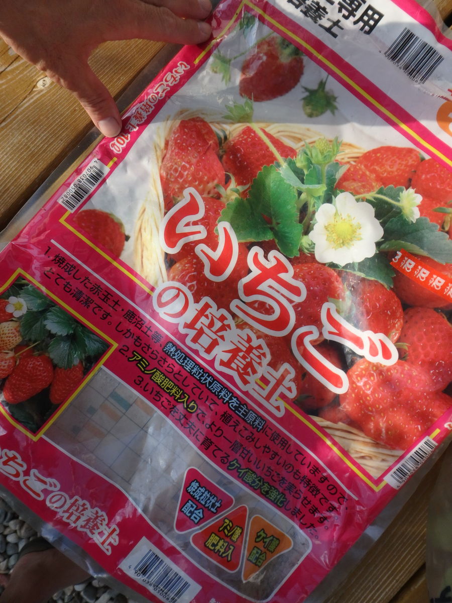 イチゴ植える 9月下旬 都心から郊外へ9