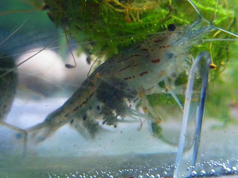 Aquaでいこう Aquaでいこう