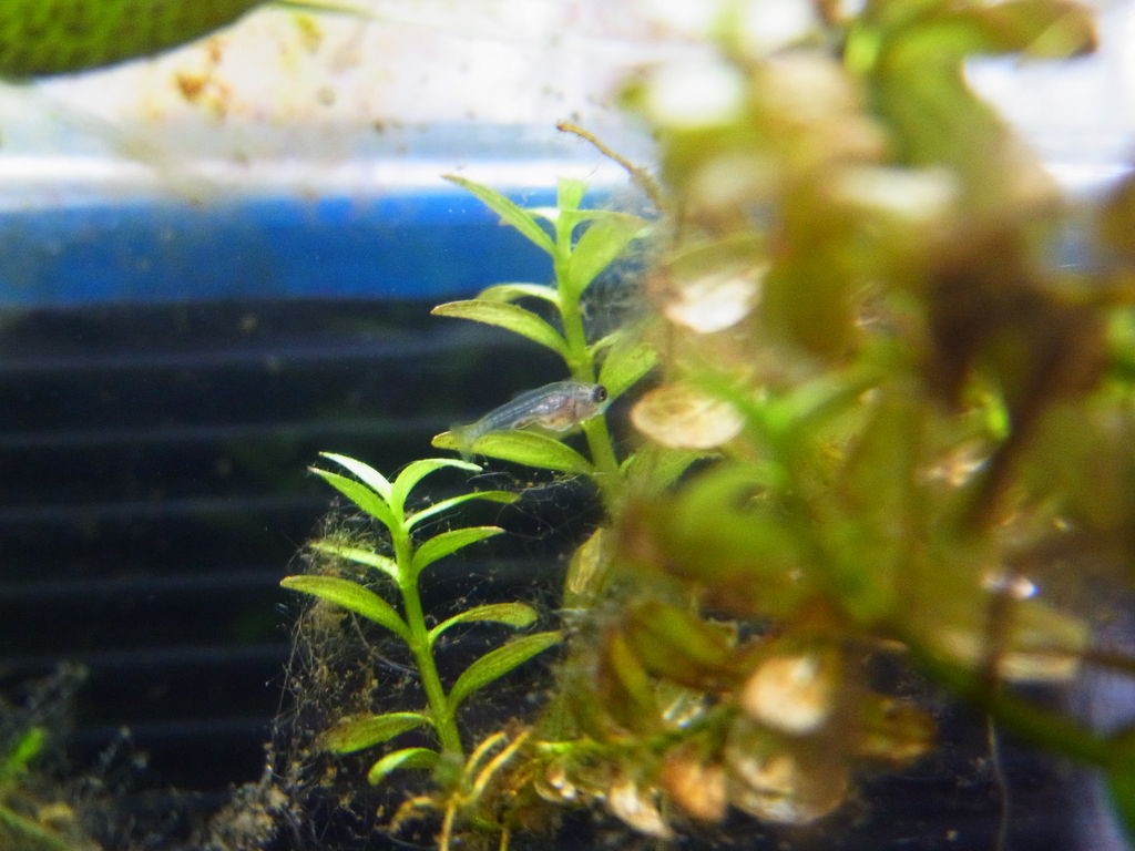 ラミーノーズテトラ繁殖記 Aquaでいこう ラミーノーズテトラ繁殖記 Aquaでいこう