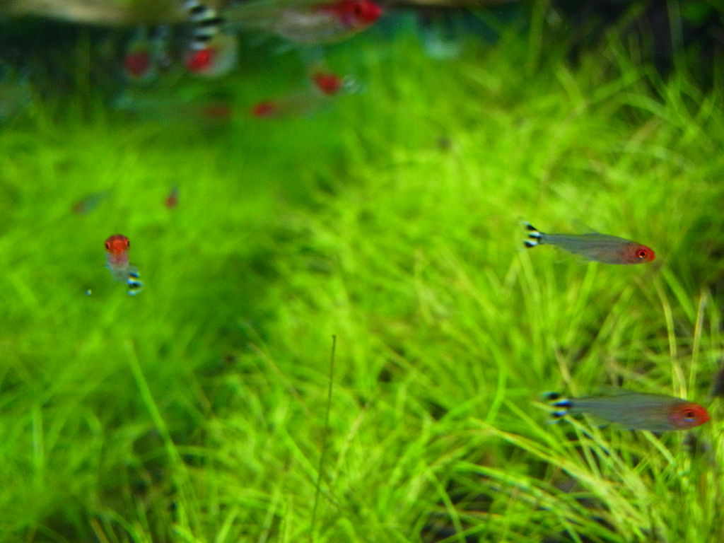 Aquaでいこう Aquaでいこう