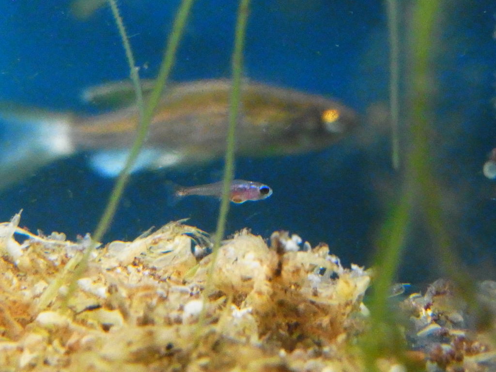 カージナルテトラ繁殖期 その8 身体測定 Aquaでいこう カージナルテトラ繁殖期 その8 身体測定 Aquaでいこう