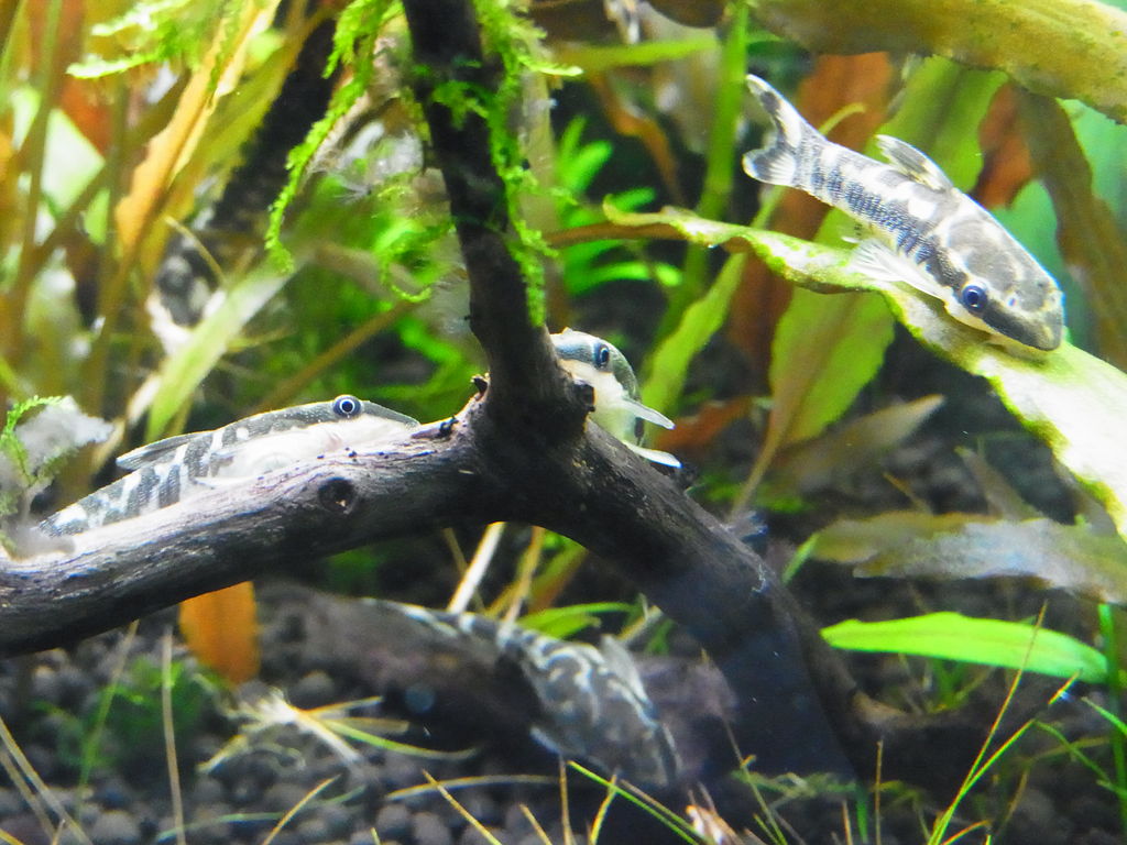 Aquaでいこう Aquaでいこう