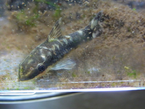 Aquaでいこう