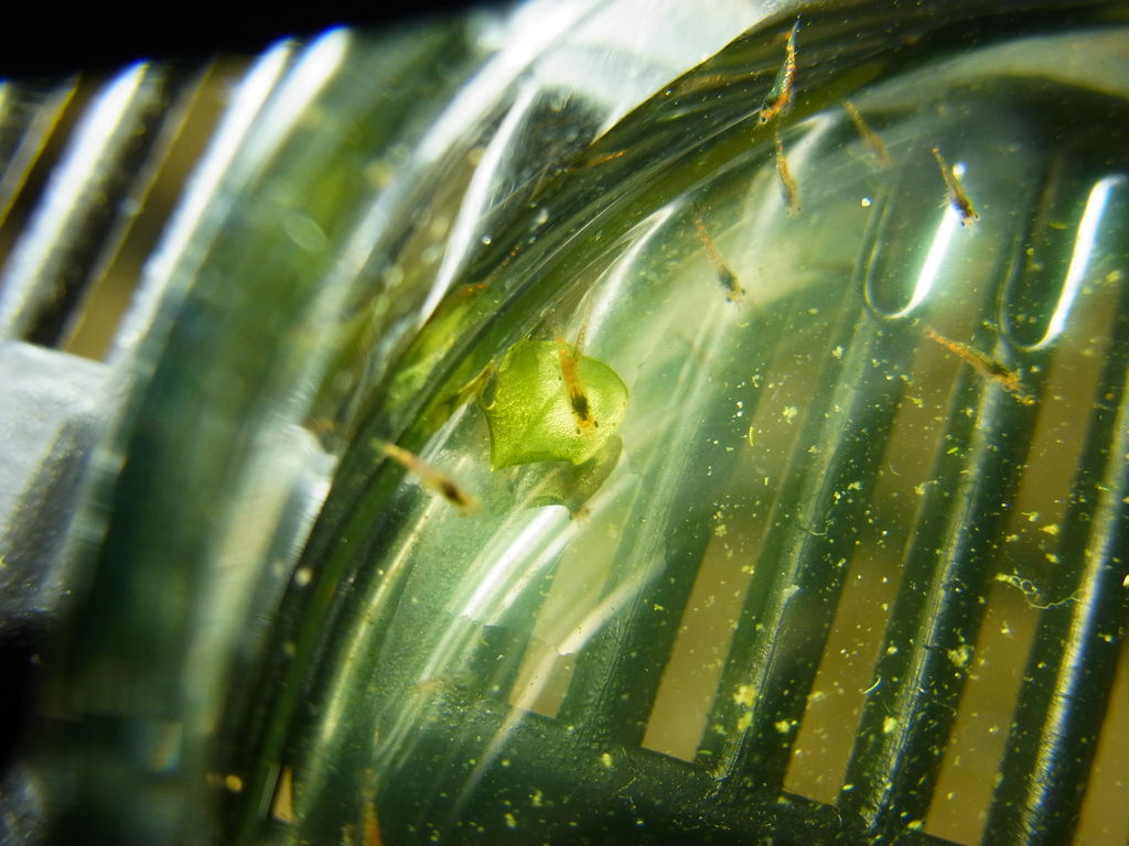 ヤマトヌマエビ繁殖期 動画編 その1 泳ぎ方で観るゾエアと稚エビの見分け方 Aquaでいこう