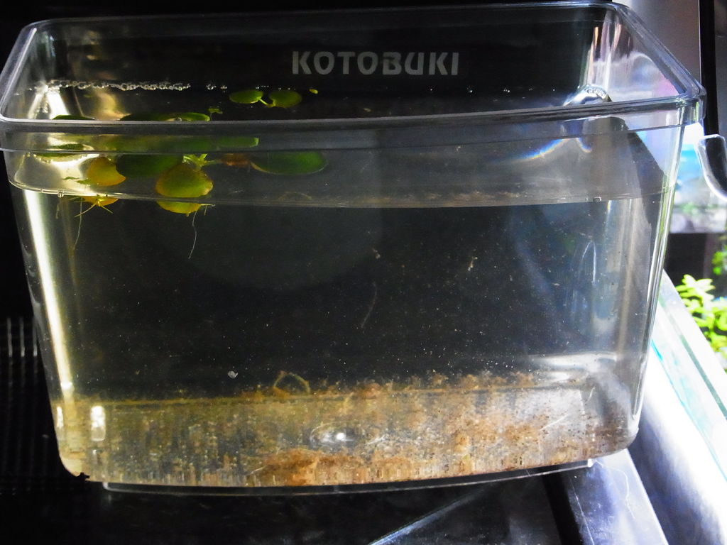 ミクロラスボラsp ハナビ繁殖期 その6 採卵方法とリスク回避 Aquaでいこう