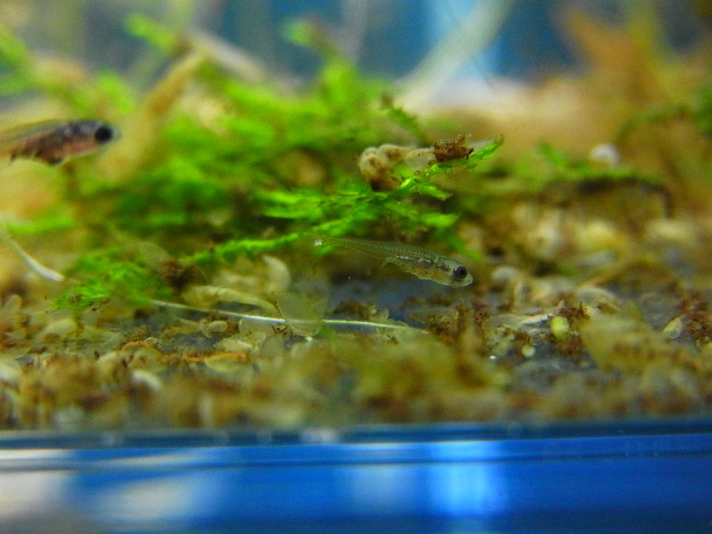 Aquaでいこう 繁殖