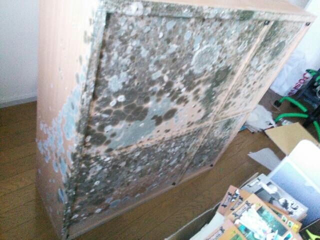 カビるんるん 徒然草 カビるんるん 徒然草