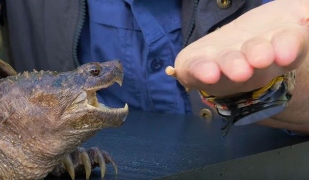 【動画】　カミツキガメに手を噛まれるとどうなる！？体を張った実験！！