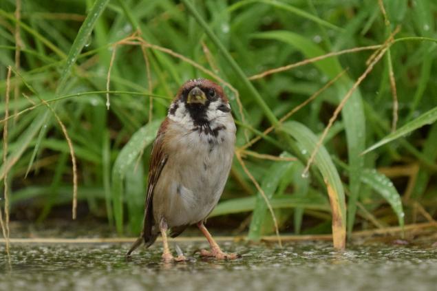 ●・ θ・●秋だ！すずめの可愛さは異常ｗｗｗｗｗｗ