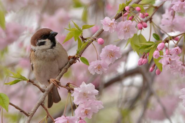 ●・ θ・●春はごちそうがいっぱい！すずめの可愛さは異常ｗｗｗｗｗｗｗｗｗｗ