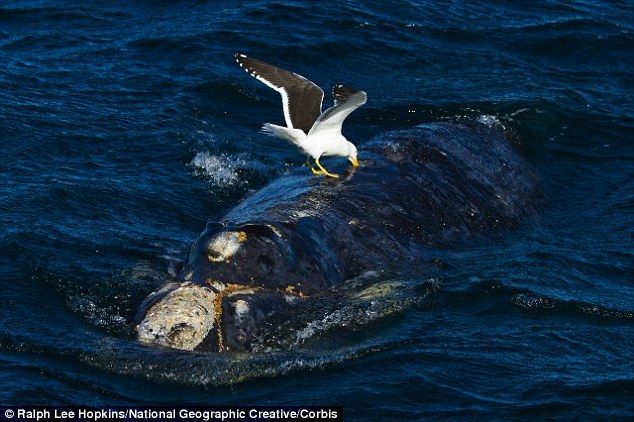 【閲覧注意】カモメ、生きたクジラの背中をエグッて食べている事が明らかに