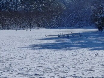 IMG_20230130_105827白鳥s