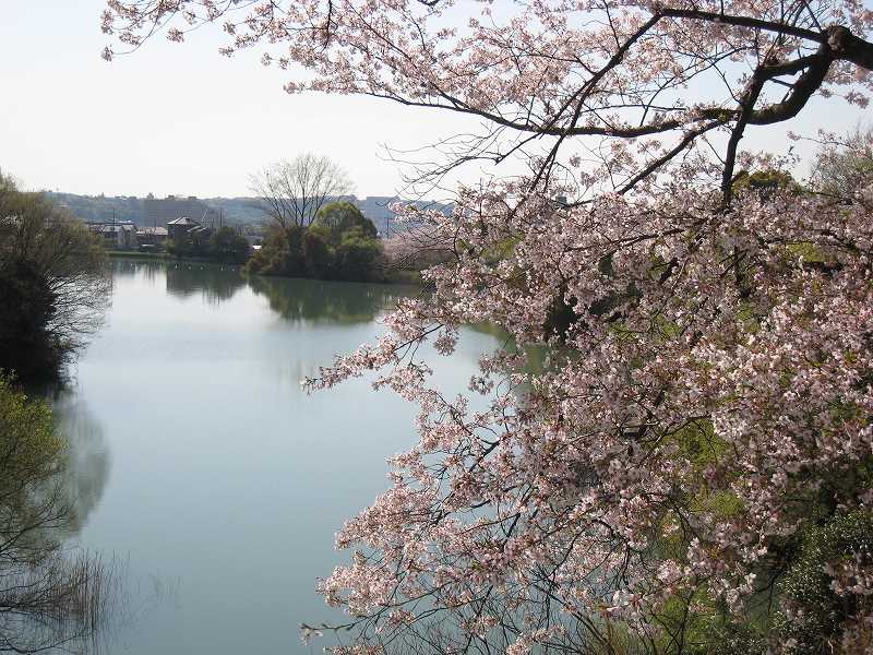 散りかけの桜 ちゃこの徒然日記 散りかけの桜 ちゃこの徒然日記