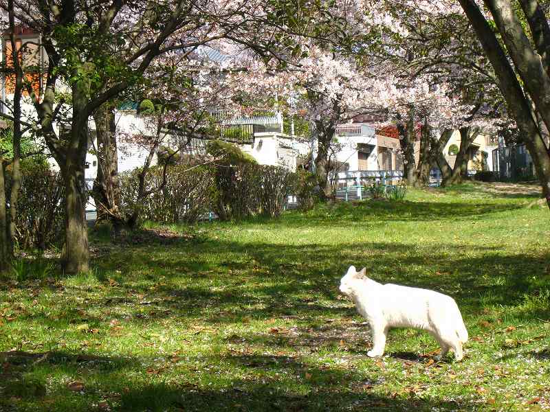 散りかけの桜 ちゃこの徒然日記 散りかけの桜 ちゃこの徒然日記