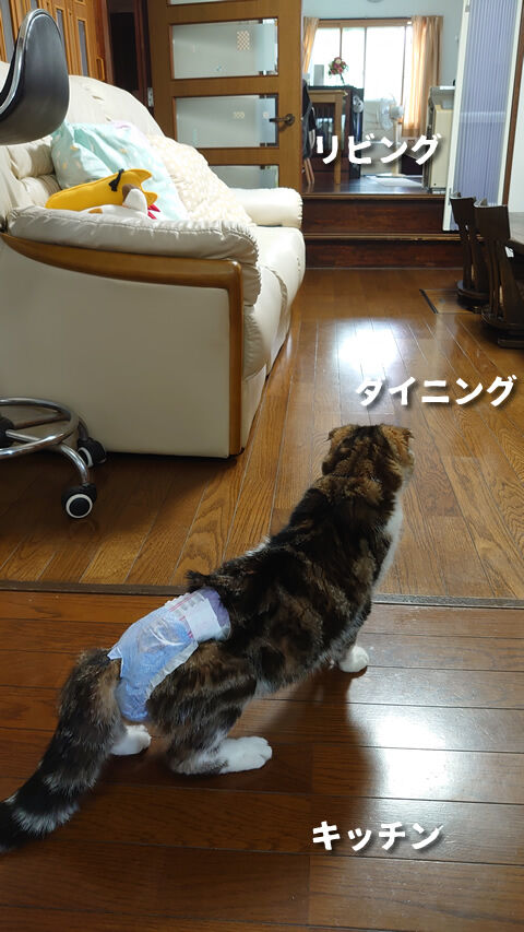 そろそろリビングに帰りますか?
