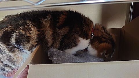 ���줳�쎥����