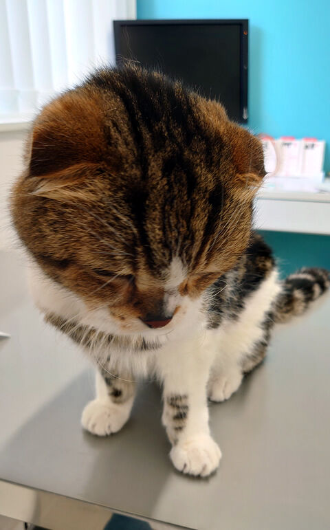 またびょおいんでちゅ・・・