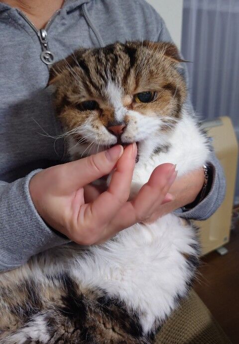 にゃんこ三昧な生活じったんのおやつタイム･･･ 