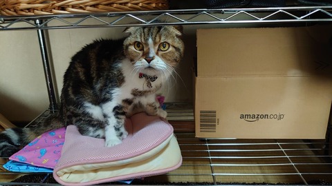 ���줬�����ʤΤ͎�����