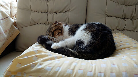 ����Ǥ���莥����