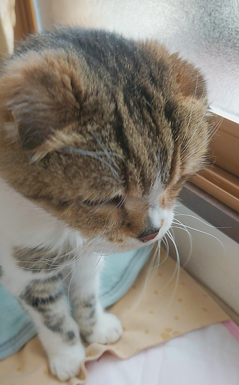 にゃんこ三昧な生活待てないじったん･･･ 