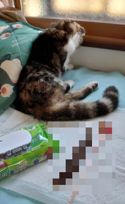 スゴイの出ました!