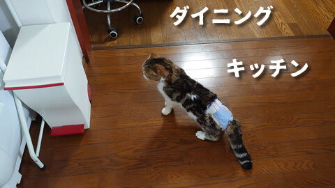 キッチンまで来たの?