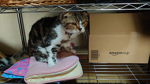 (���ݡ���)���á�