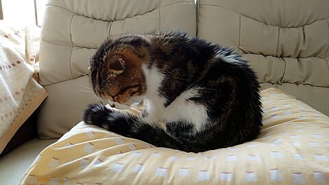 ��¤㡢���ä���ώ�����