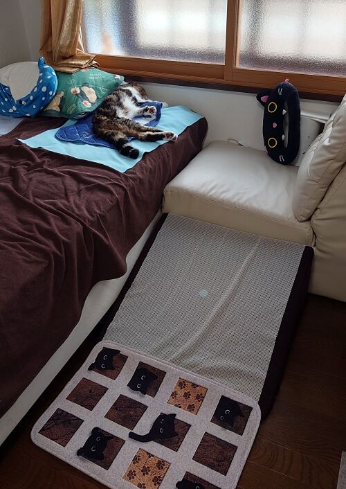 にゃんこ三昧な生活:抱っこでお仕事･･･