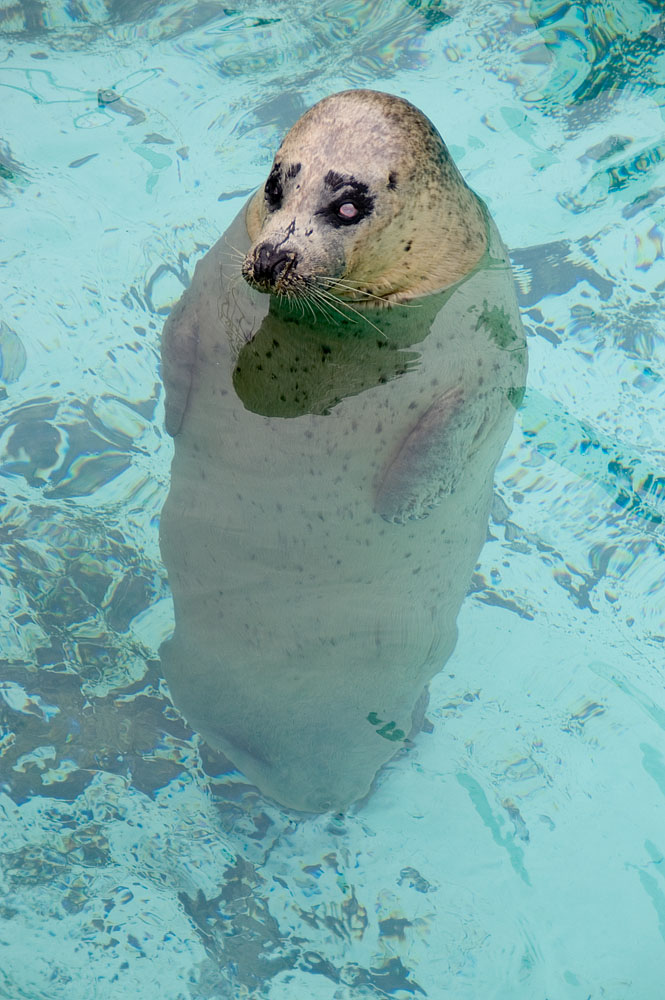 直立ゴマフアザラシのジョーくん その1 プラスaなカメラ生活 直立ゴマフアザラシのジョーくん その1 プラスaなカメラ生活