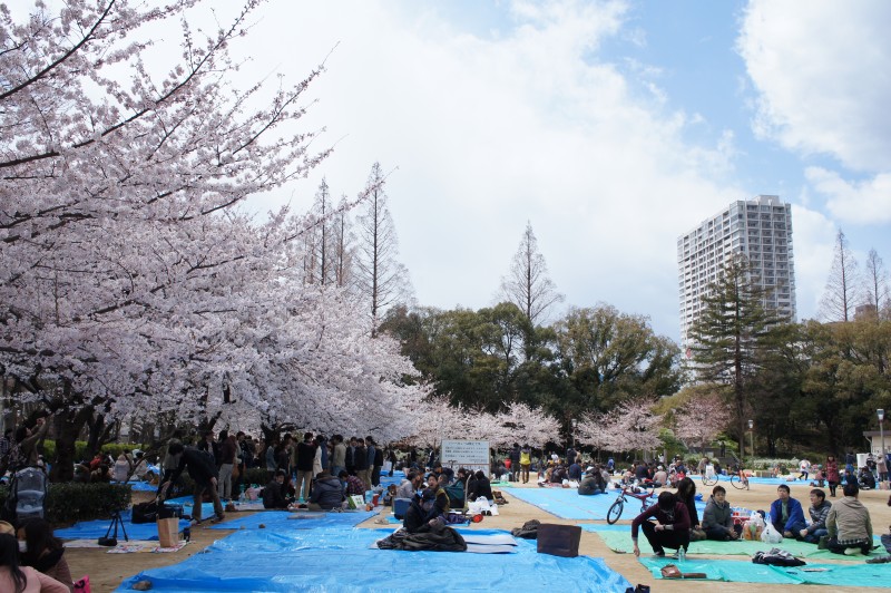 うつぼ公園の桜開花状況 12年4月7日 プラスaなカメラ生活