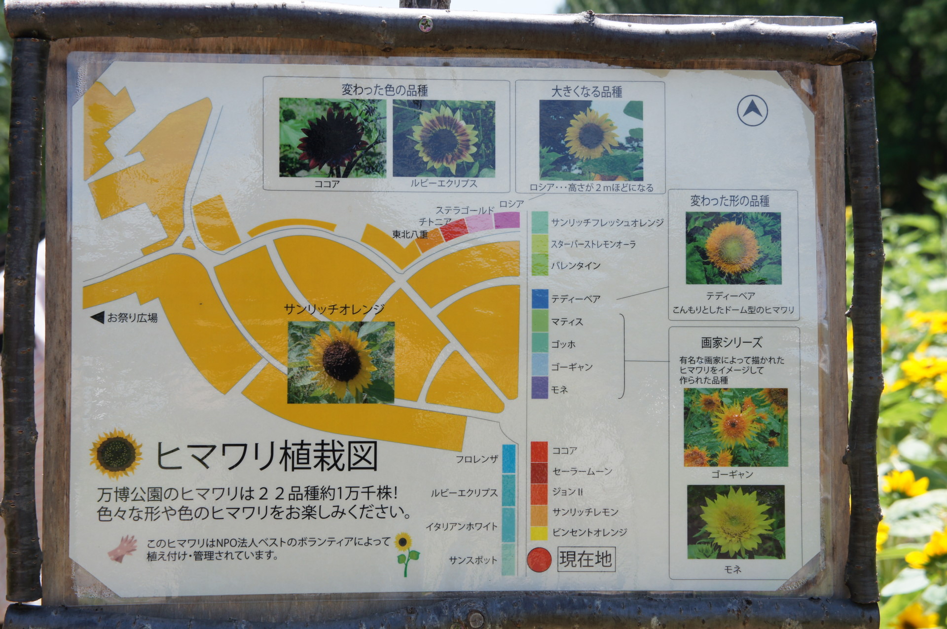 万博公園のひまわり 見頃 開花状況 11年8月6日 プラスaなカメラ生活 万博公園のひまわり 見頃 開花状況 11年8月6日 プラスaなカメラ生活