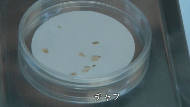 kasou-S17-11-004