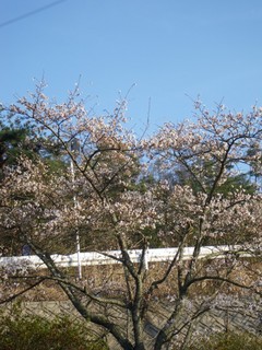 桜