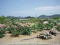 image017