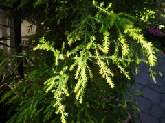 淡路夢舞台・奇跡の星の植物館 淡路夢舞台・奇跡の星の植物館