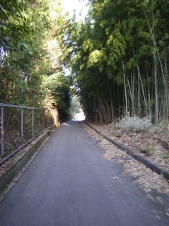 竹林