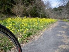 菜の花