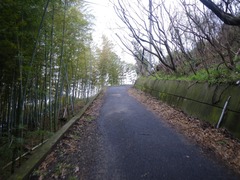 竹林